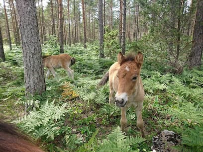 Gotlandponies at Lojstahed
