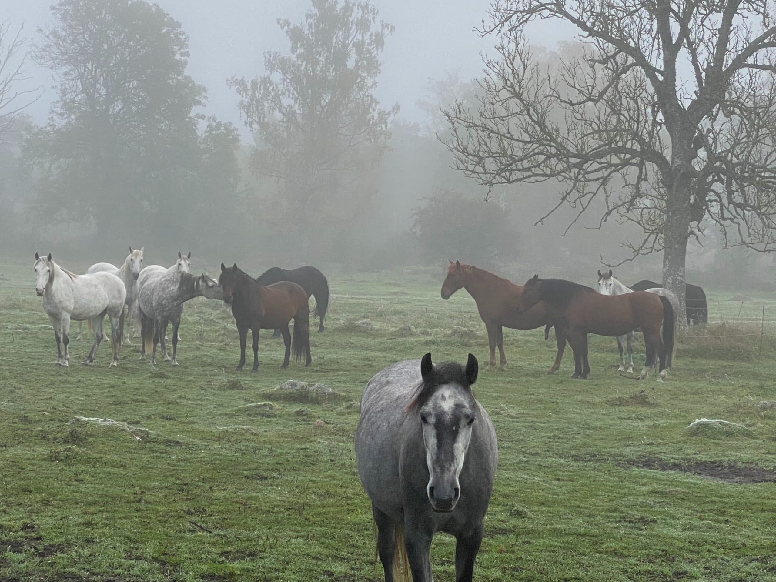 Ekeskogs Riding Academy