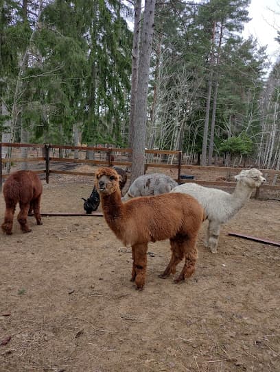 Gotlands Alpacka