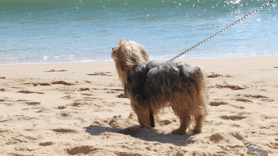 Bada med hund