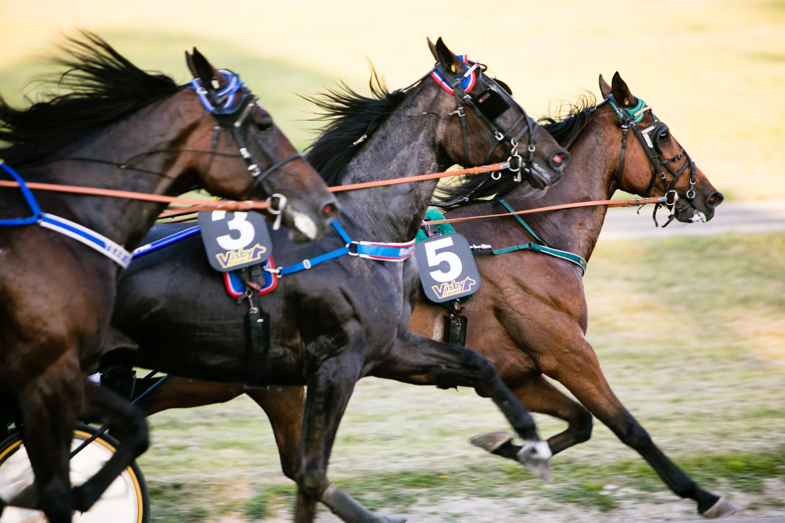 Visbytravet