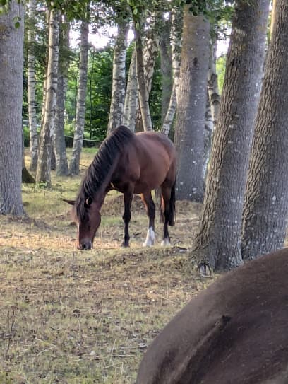 Gotland Riding