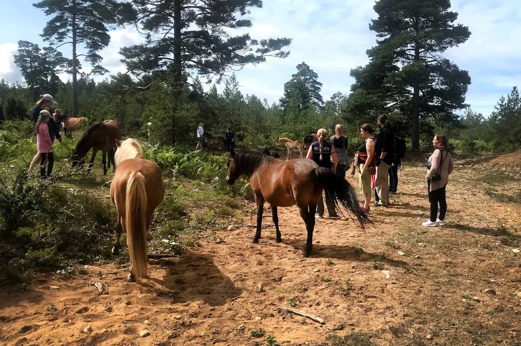 Guidad tur i russparken på Lojsta hed