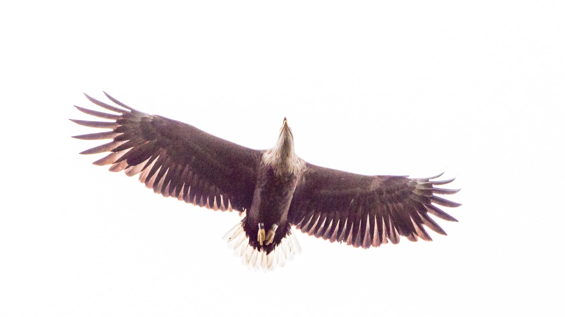 Curso sobre aves rapaces en Gotland