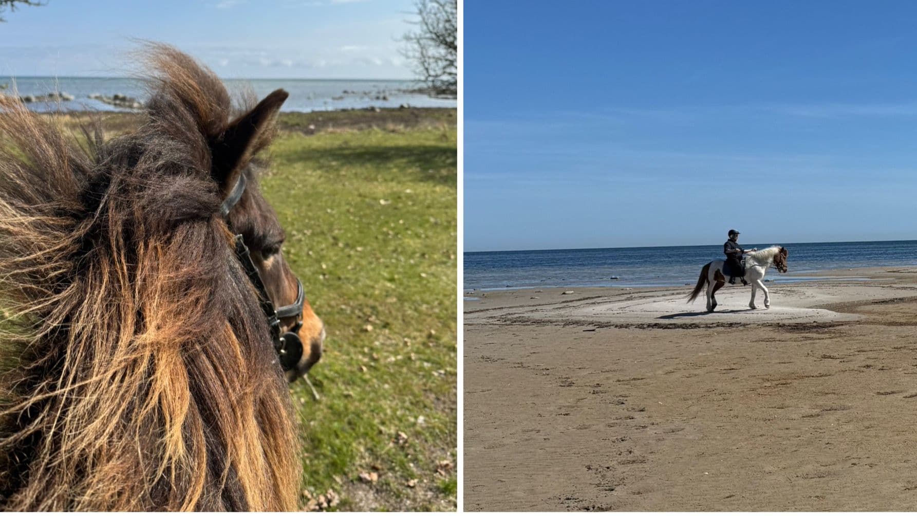 Turridning med Islandshästar på östergarnslandet!